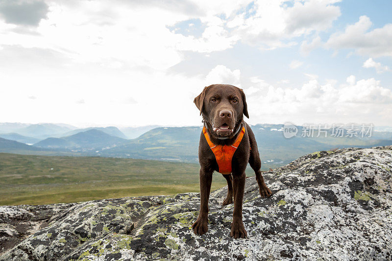 快乐巧克力拉布拉多猎犬戴着动物挽具站在挪威的一个山顶上