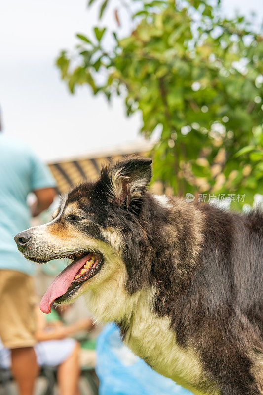 边境牧羊犬在乡间小路上