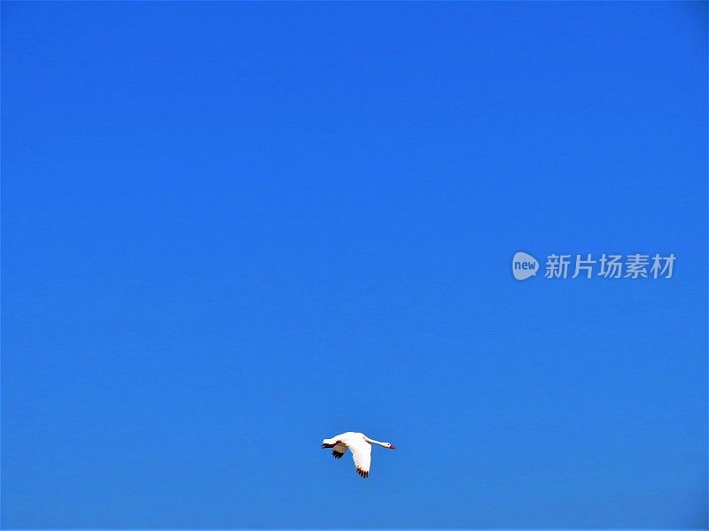 美丽的天鹅在蓝天。