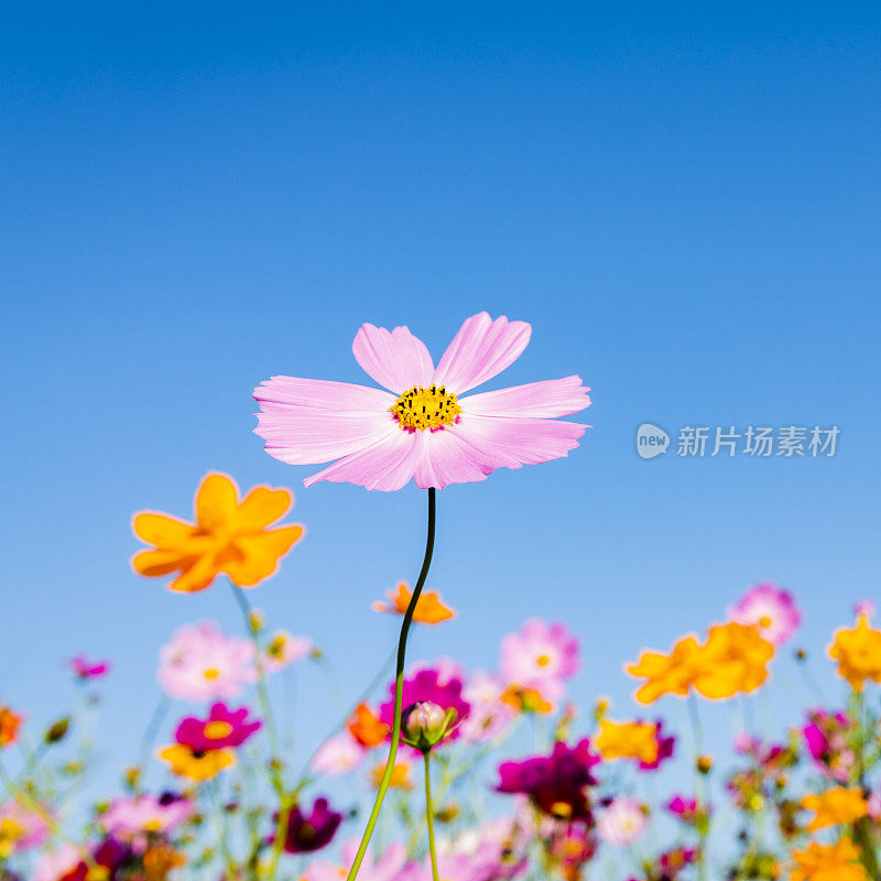 晴空下的宇宙花