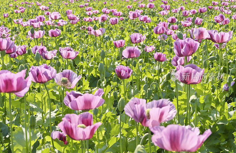 田野上的罂粟花