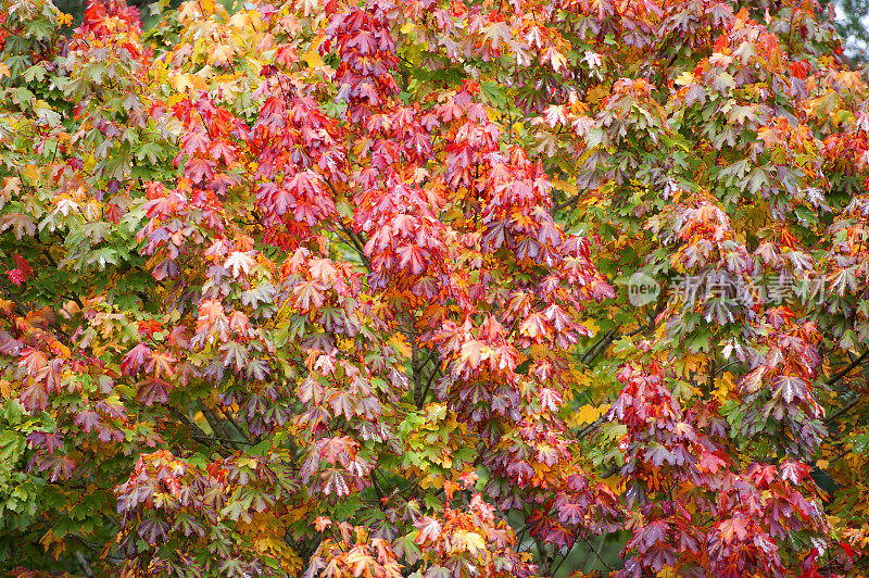 英国多塞特枫的秋叶变色了