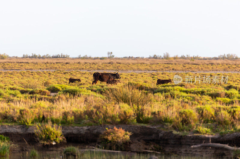沼泽中的Camarguais公牛