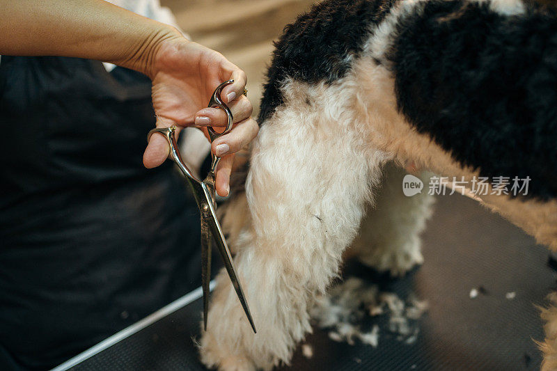 护理沙龙里的贵宾犬