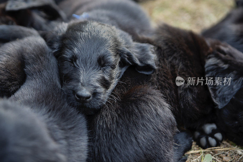 纯种平毛猎犬的幼犬在阳光下打盹。