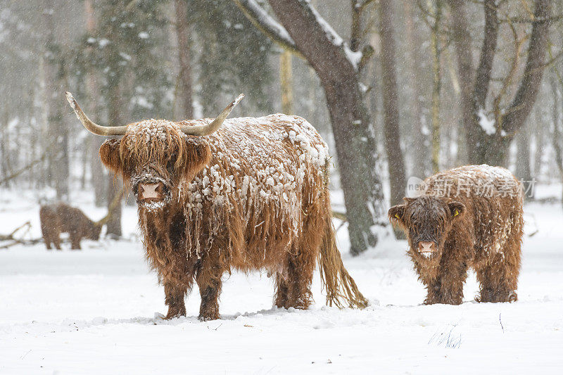 苏格兰高地奶牛和小牛在雪地里的自然保护区