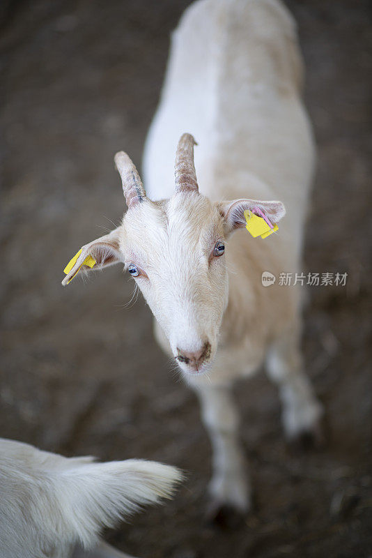 一只小山羊的肖像