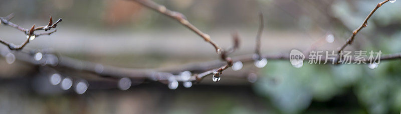 融化的雪在树枝上形成雨滴