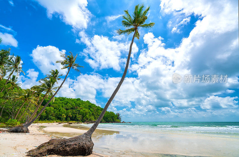 美丽的Sao沙滩上的热带棕榈树海景