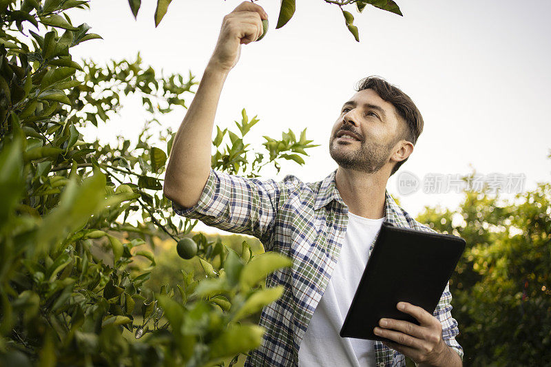 橘子种植园的农业技术人员的肖像与平板