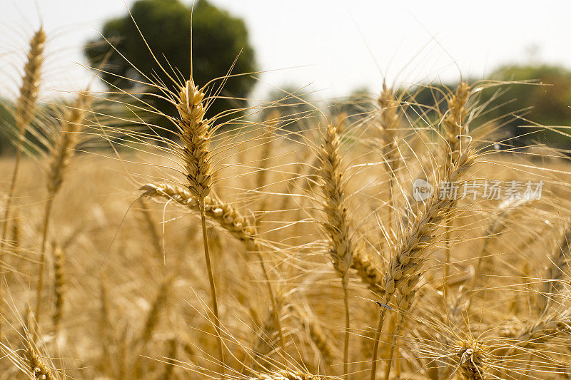 场的小麦