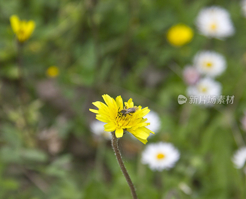 大黄蜂在黄雏菊上