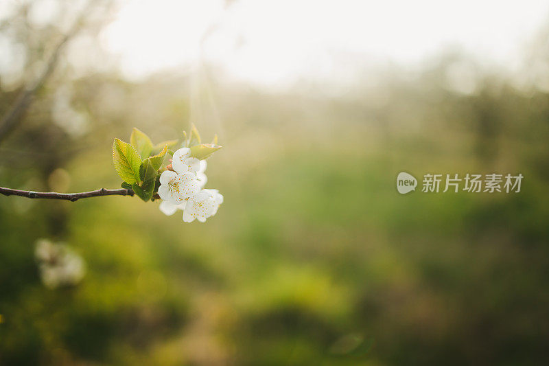 近距离的树上绽放着花朵