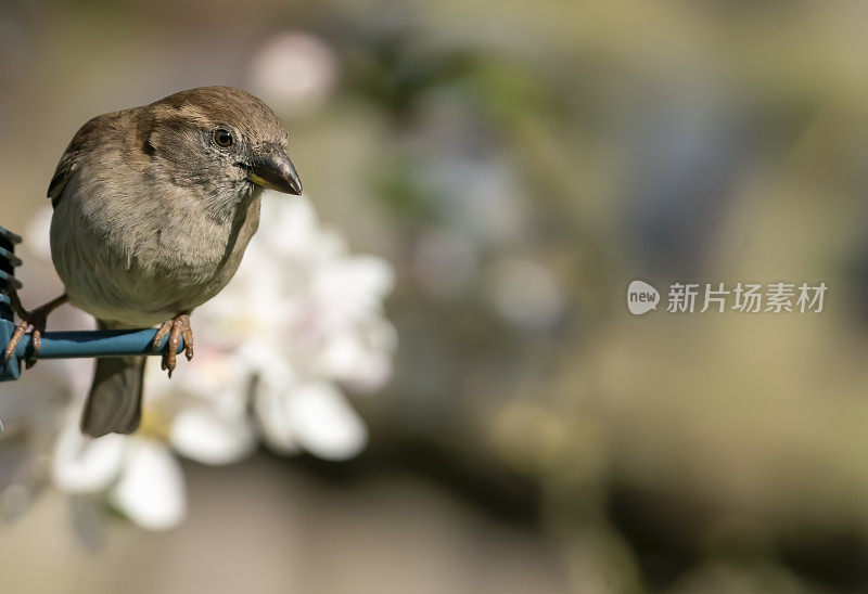 家麻雀在喂鸟器上