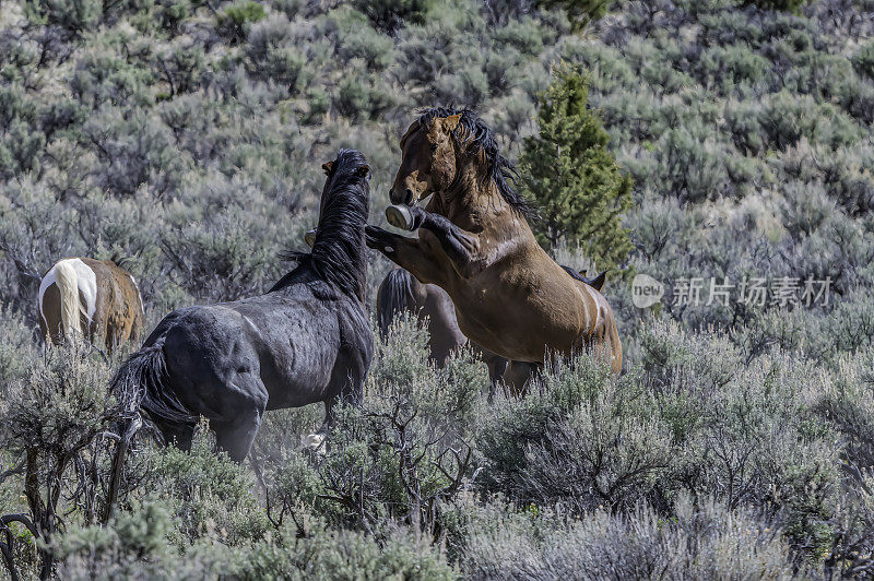 南斯滕斯野马听到附近南环路在斯滕斯山野生动物保护区，俄勒冈州。科仕为caballus。野生的马。