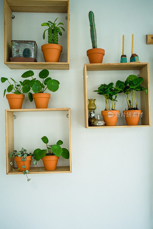 极简室内墙壁上的植物