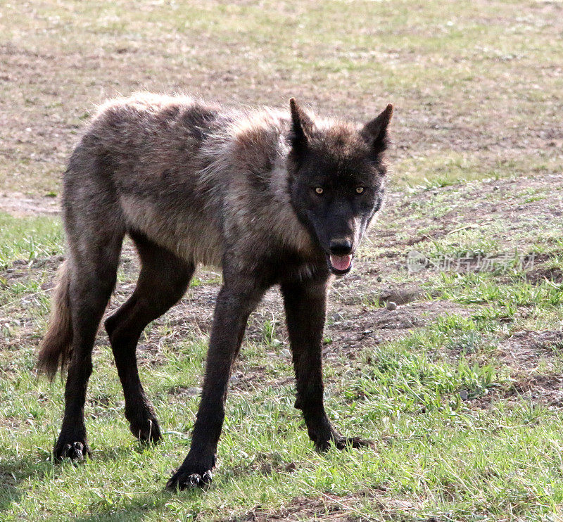 狼在Yellowston