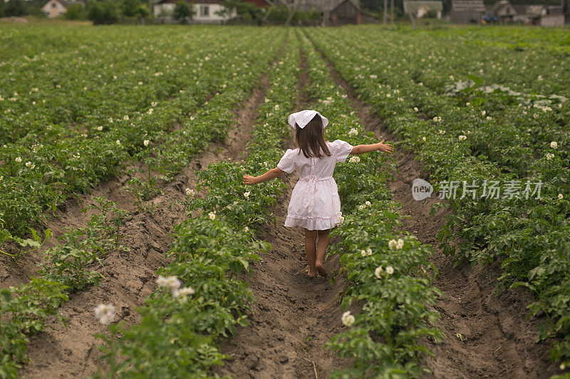 马铃薯幼苗在土壤中生长。花园里的土豆正值开花盛期。一个女孩在闻土豆花。