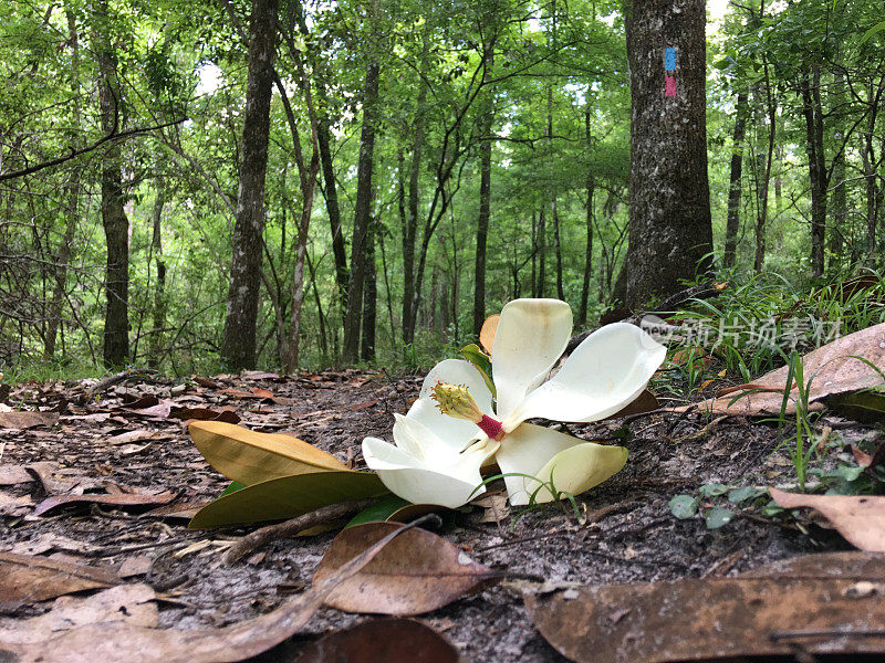 地面水平拍摄的木兰花和叶子在地面附近的踪迹火焰