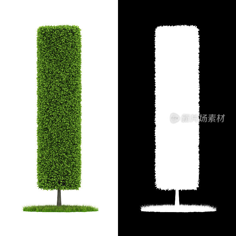 3D渲染圆柱形状绿色灌木与圆形绿色草坪隔离在白色背景alpha通道