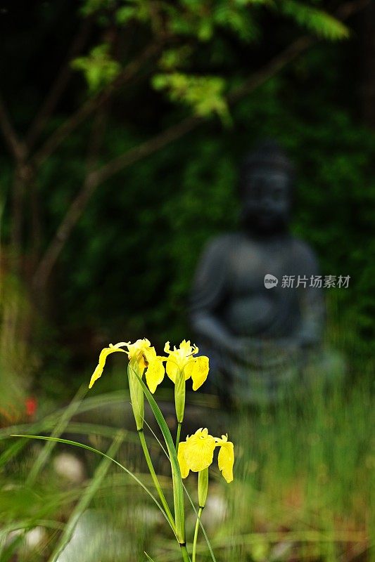 池塘植物特写。背景为黄旗鸢尾和禅坐佛。巴伐利亚,德国。