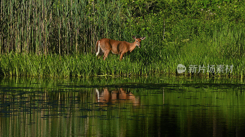 池塘边芦苇里的鹿