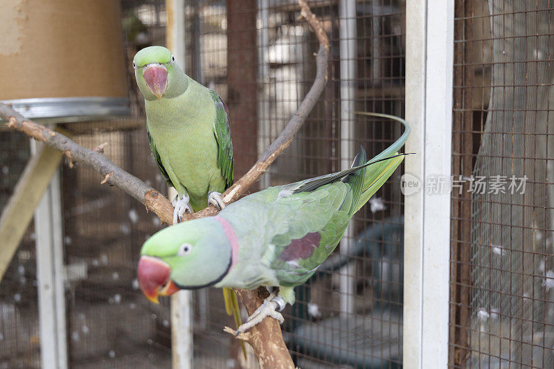 两只会说话的亚马逊鹦鹉住在一个笼子里。会说话的鹦鹉栖息在一根树枝上，盯着摄像机
