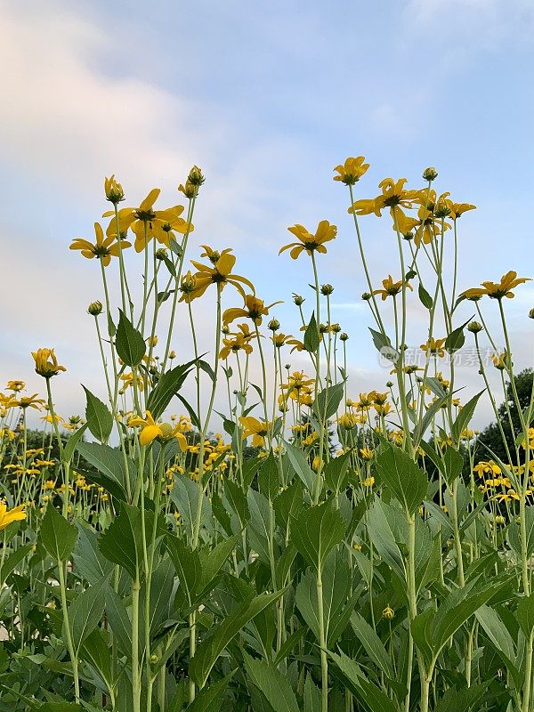 假向日葵Heliopsis