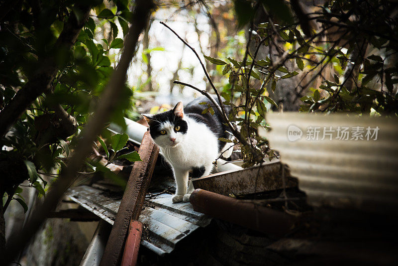 一只走在废木头上的猫正看着我