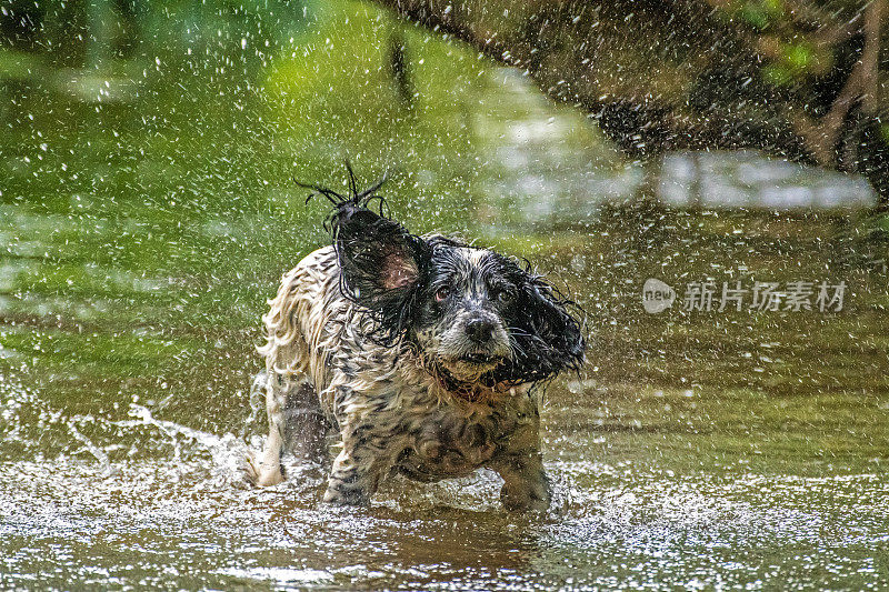 西班牙猎犬在一条浅溪中玩耍。