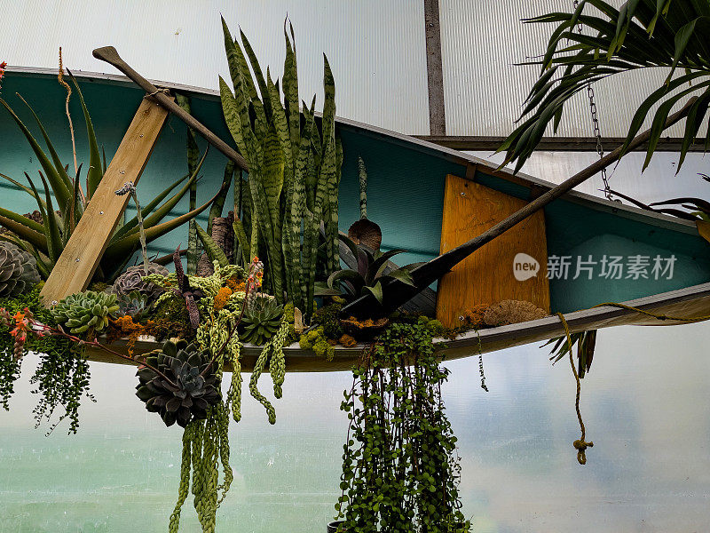 Kayak与植物