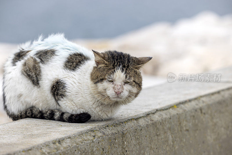 人行道上的流浪猫战士