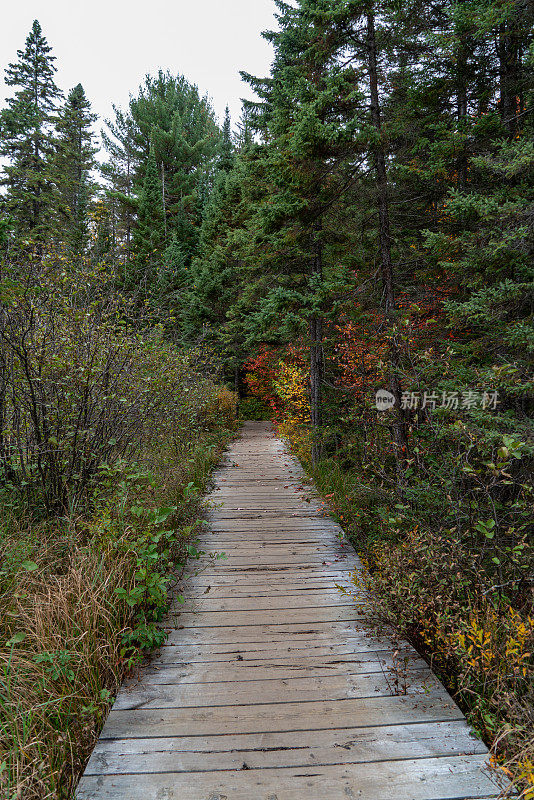 秋天的颜色在海狸池塘小径，阿尔冈昆省公园，加拿大安大略省
