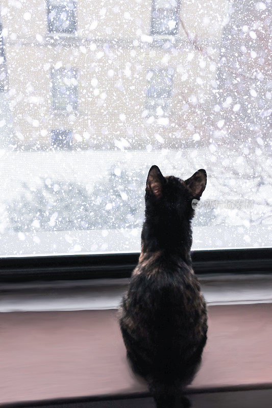 猫和雪
