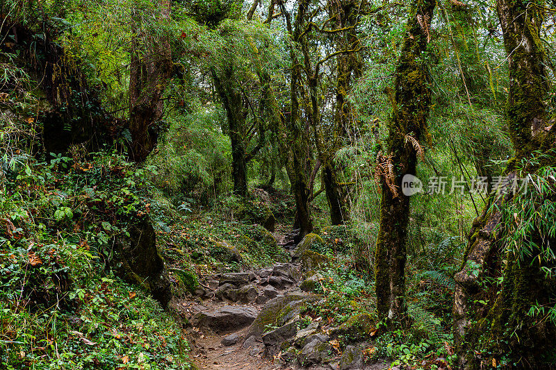 绿色热带丛林中的石径。尼泊尔和喜马拉雅的雨林