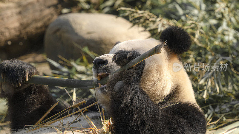 吃竹子成都大熊猫