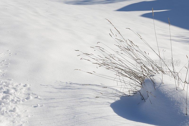 加拿大不列颠哥伦比亚省西南部的雪中的植物