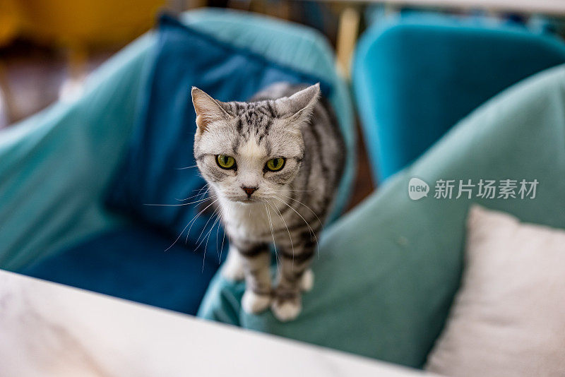 沙发上的英国短毛猫