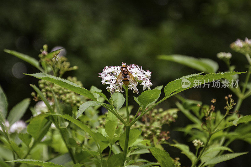 蜜蜂在白花上采集花粉