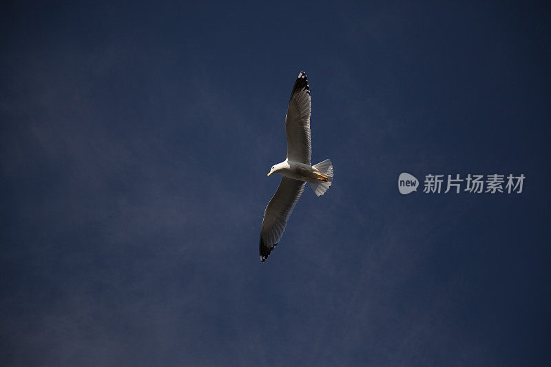 海鸥在天空中飞翔