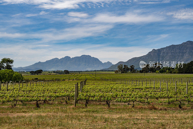 典型的Stellenbosch葡萄园和山景的海角酒地