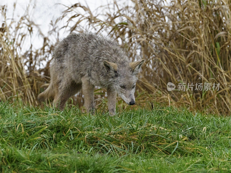 华盛顿州西部的草山上有一只年轻的土狼