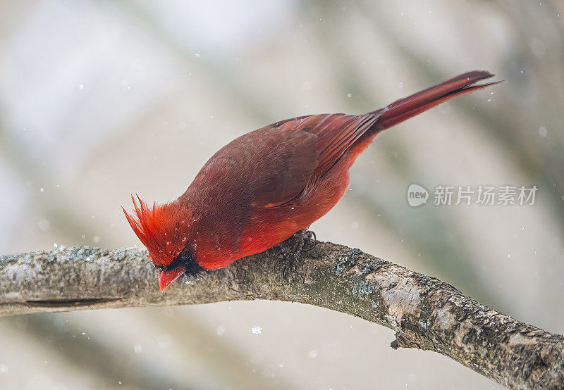 红衣主教在暴风雪