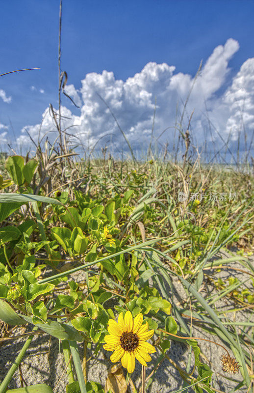在美国佛罗里达中部的可可海滩，野花在野草中盛开