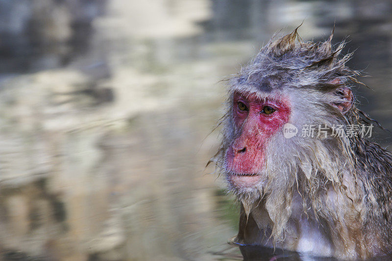 亚洲日本地狱谷附近温泉中的野生日本雪猴