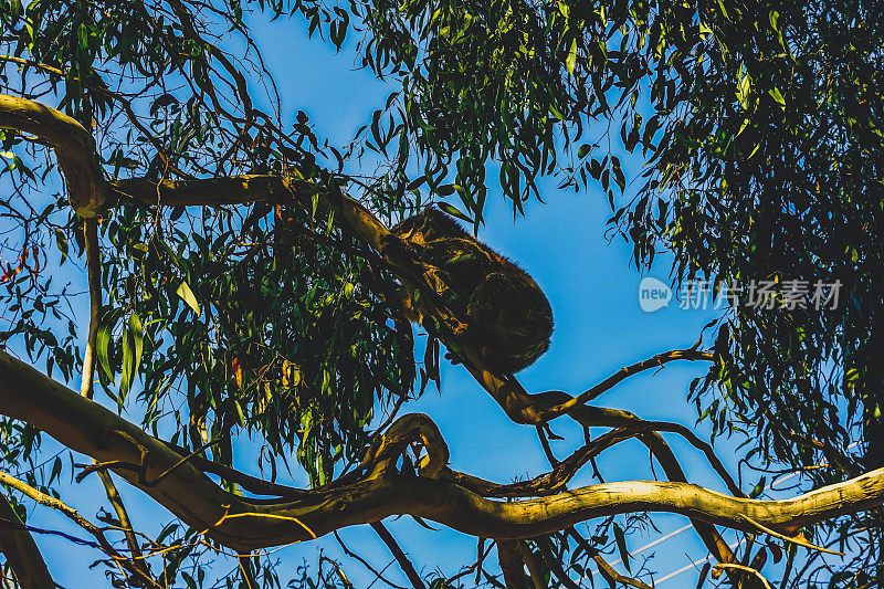 澳大利亚一棵树上的考拉。