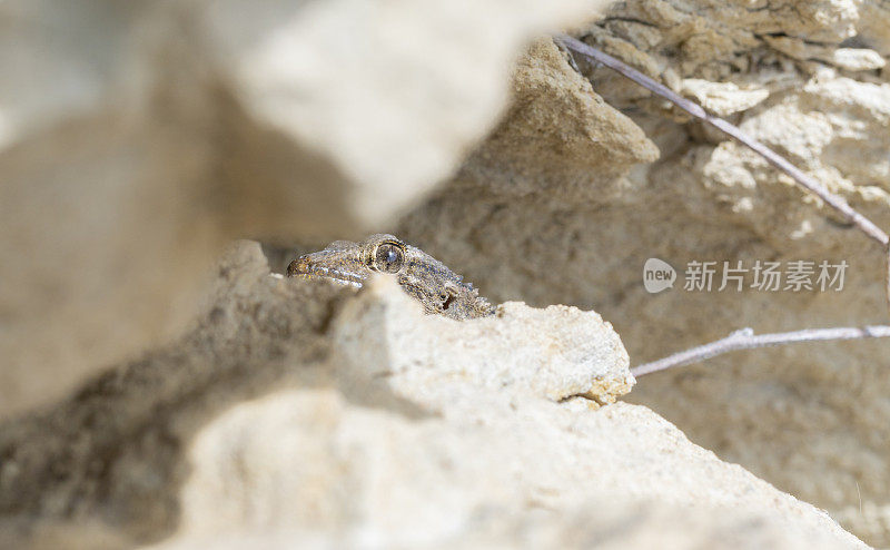 塔伦托拉茅里塔尼察砂岩之间