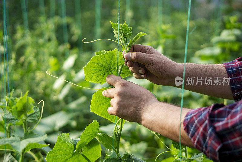 园林手扶有机黄瓜苗木