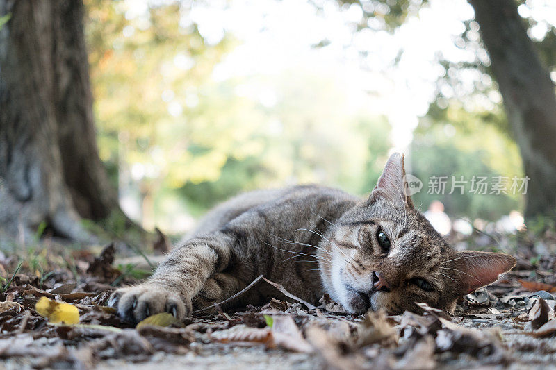 一只躺在大自然中的猫