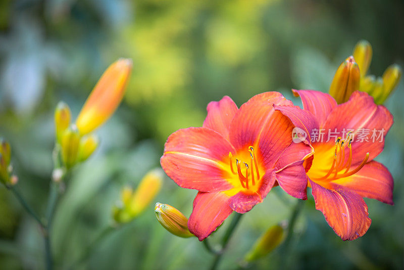 美丽的观赏花园(黄花菜)